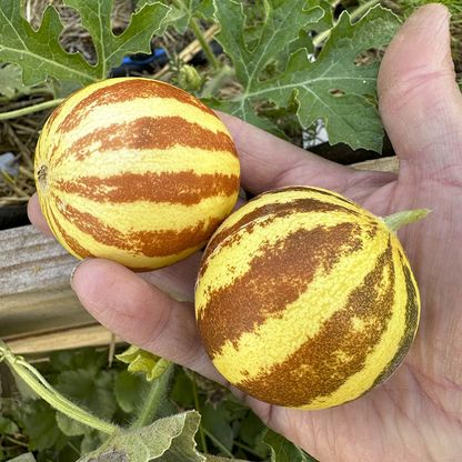 🎉Größter Ausverkauf🍈🍈süße Melonenkerne