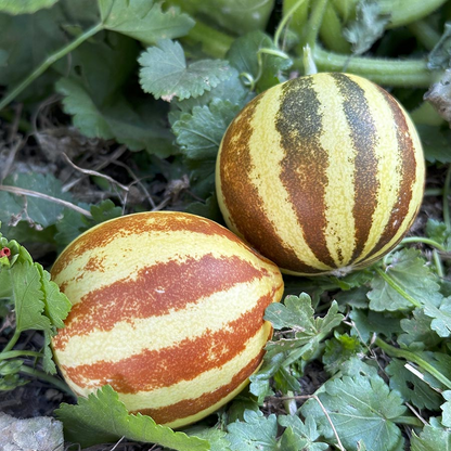 🎉Größter Ausverkauf🍈🍈süße Melonenkerne