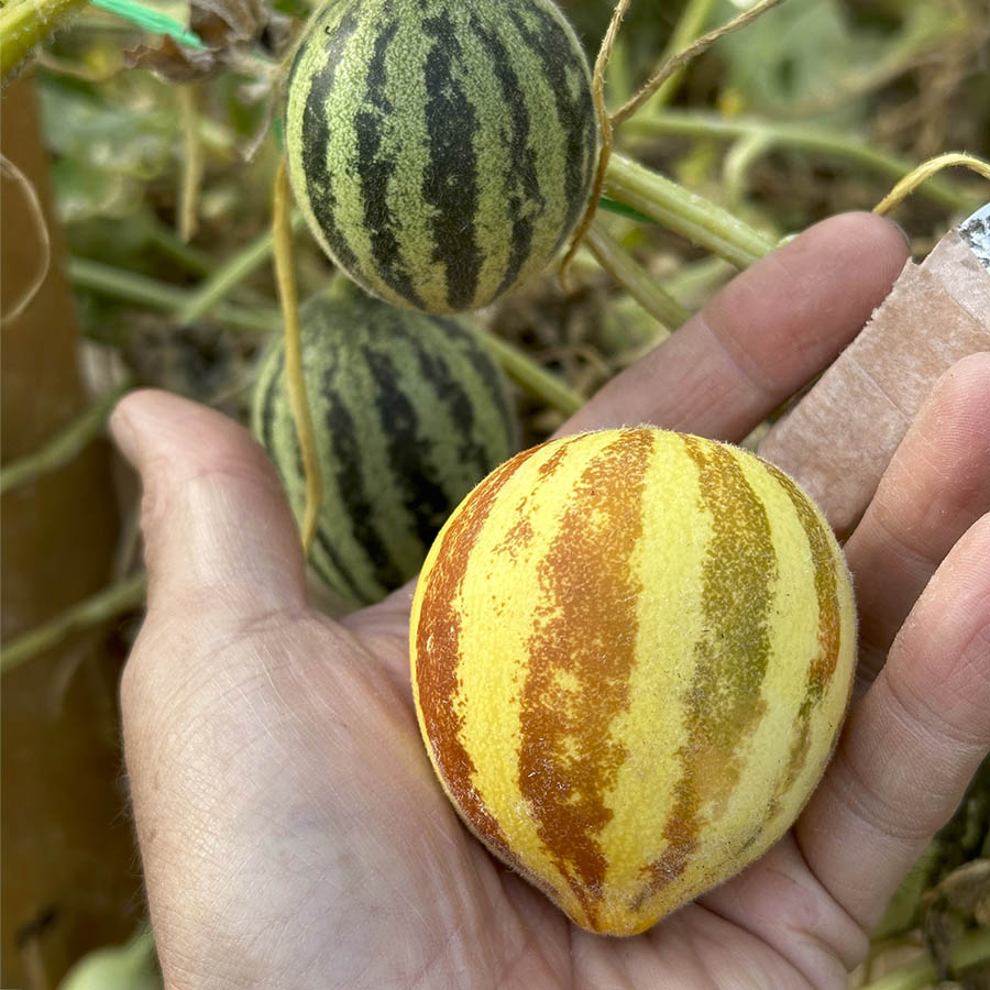 🎉Größter Ausverkauf🍈🍈süße Melonenkerne