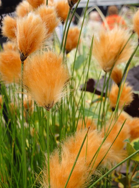 🔥Baumwollgras/Eriophorum russeolum Saatgut