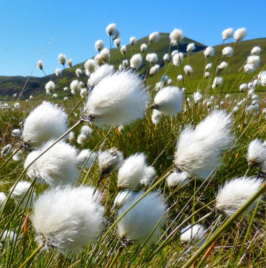 🔥Baumwollgras/Eriophorum russeolum Saatgut