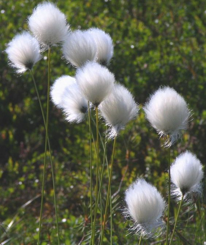 🔥Baumwollgras/Eriophorum russeolum Saatgut