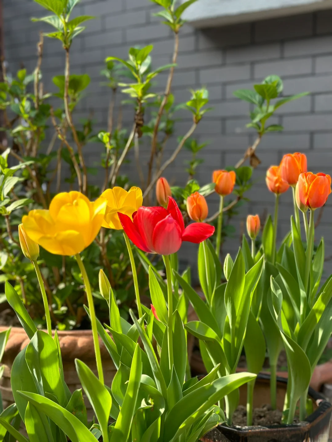 Feengarten ~ Tulpen in verschiedenen Farben🌷