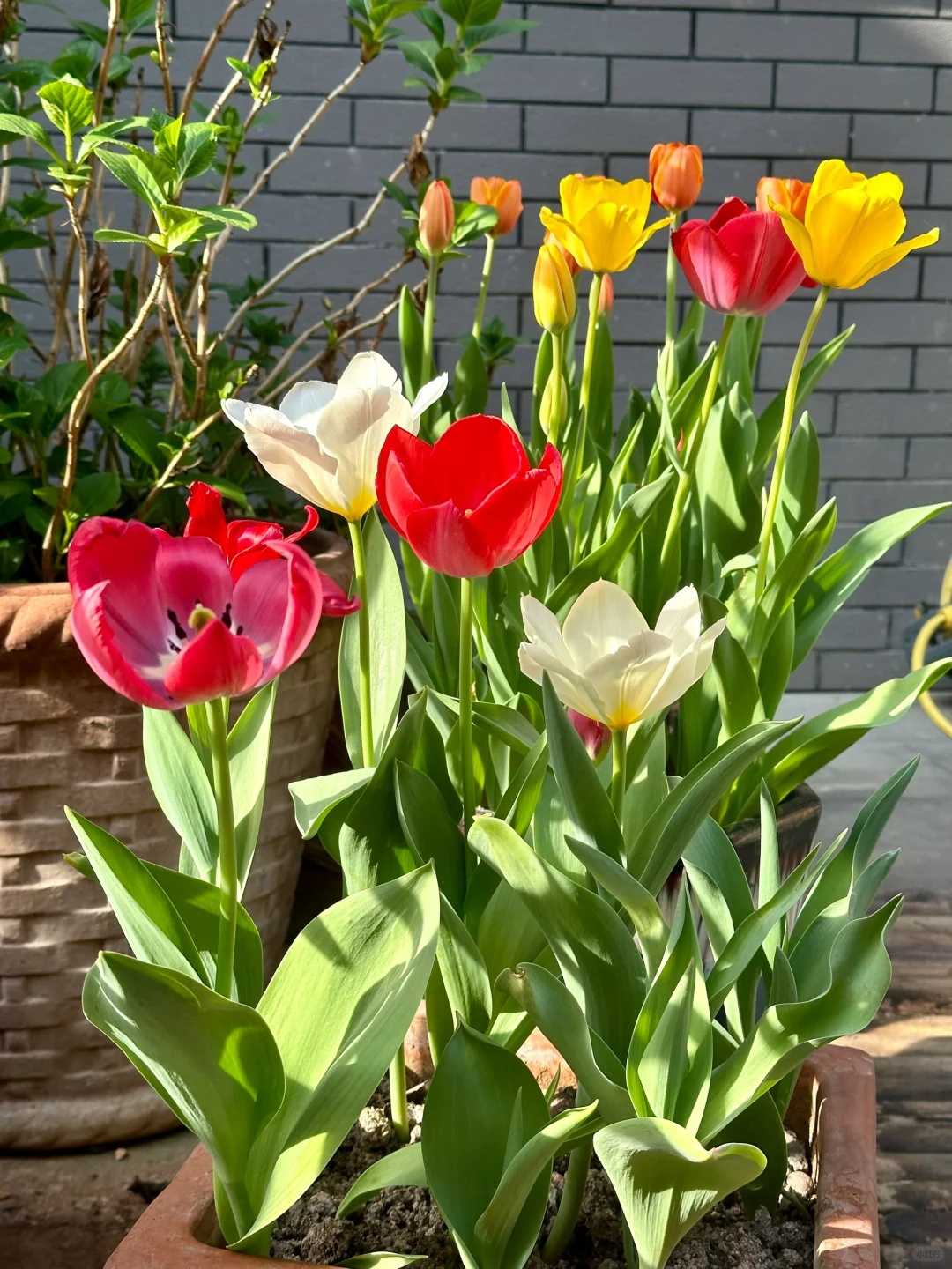 Feengarten ~ Tulpen in verschiedenen Farben🌷