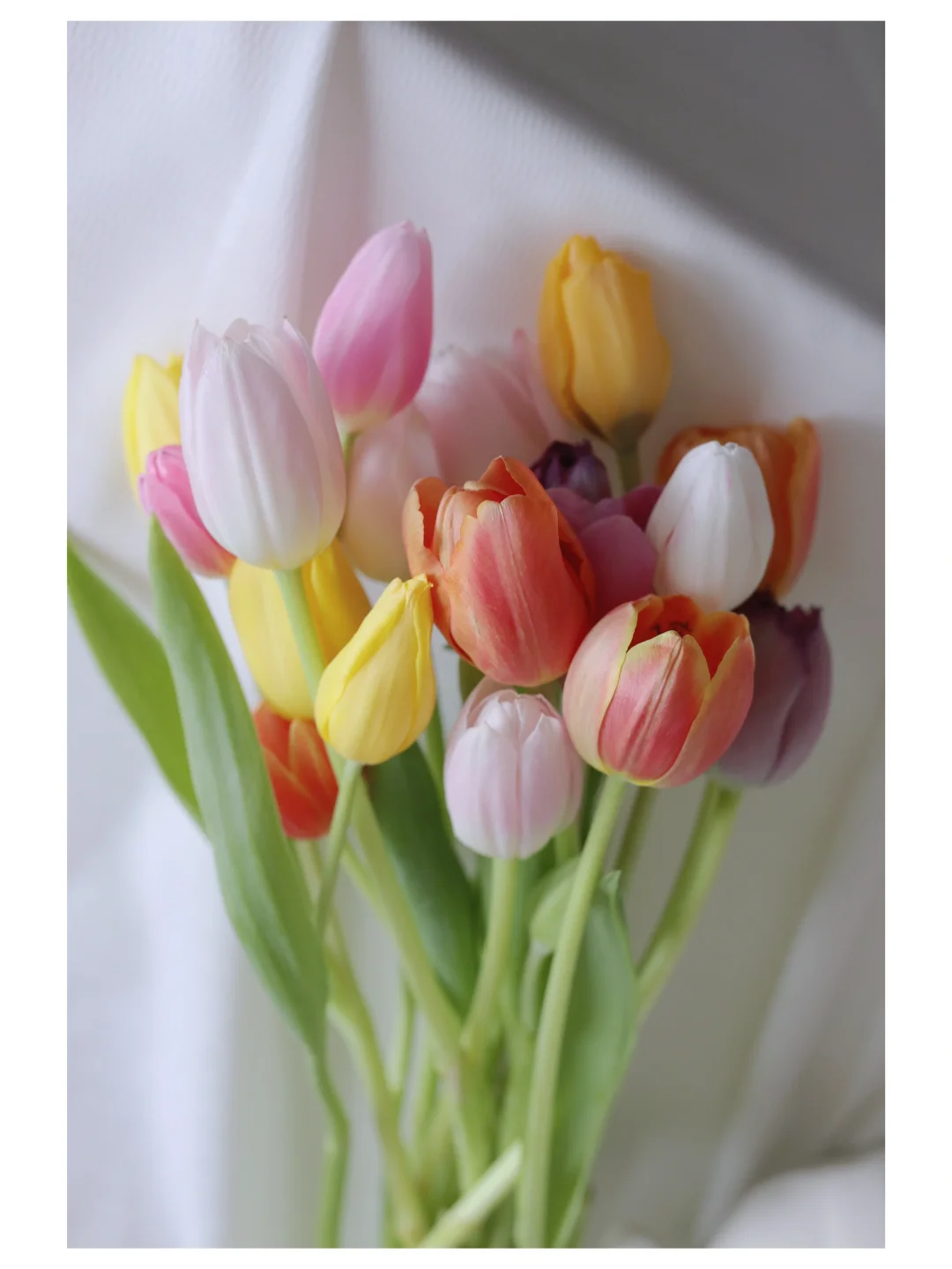 Feengarten ~ Tulpen in verschiedenen Farben🌷