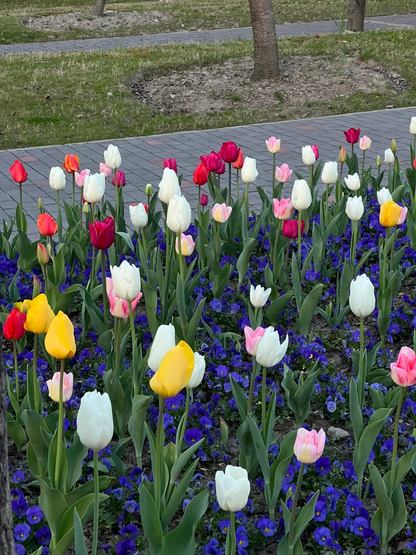 Feengarten ~ Tulpen in verschiedenen Farben🌷