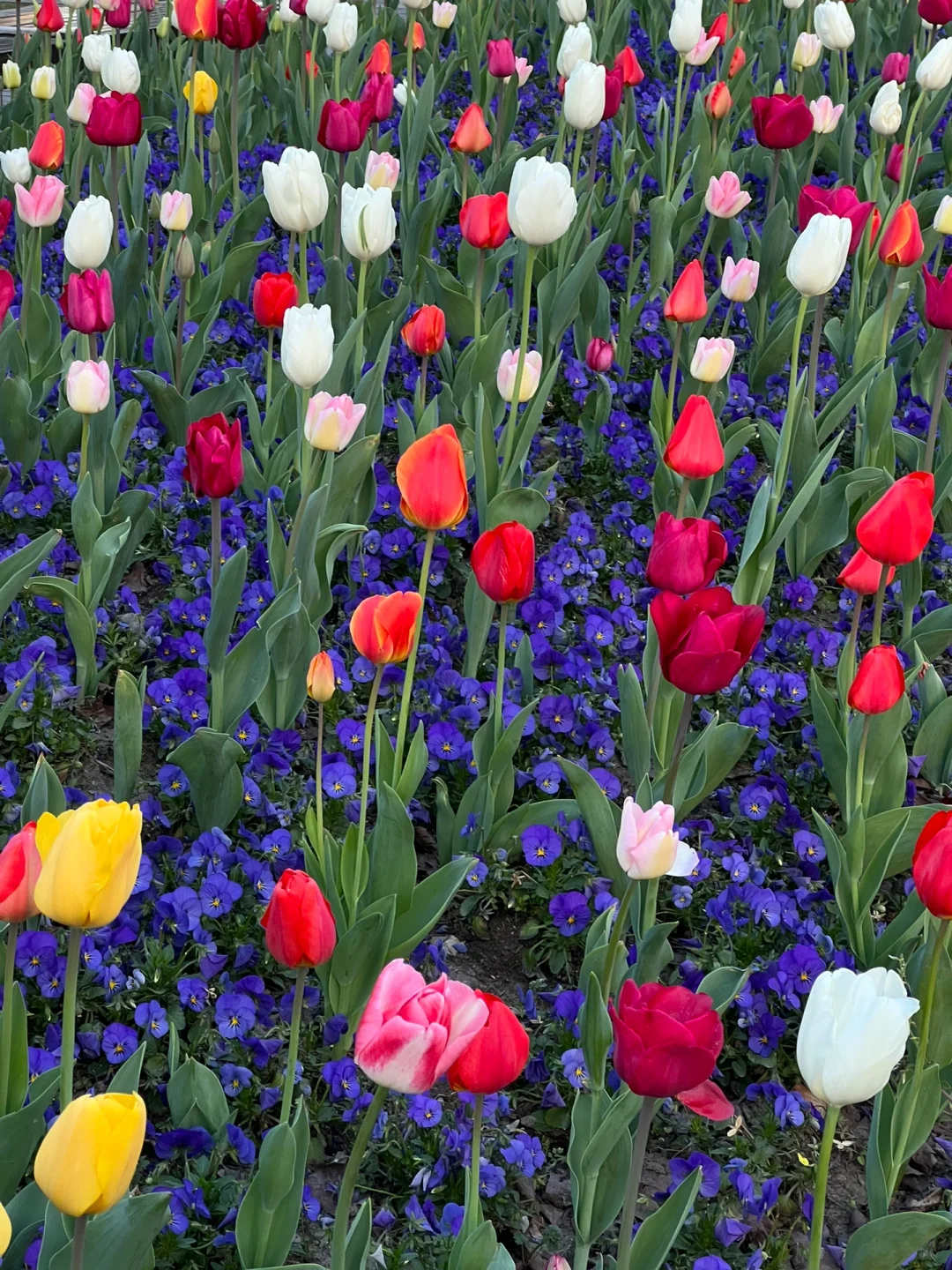 Feengarten ~ Tulpen in verschiedenen Farben🌷