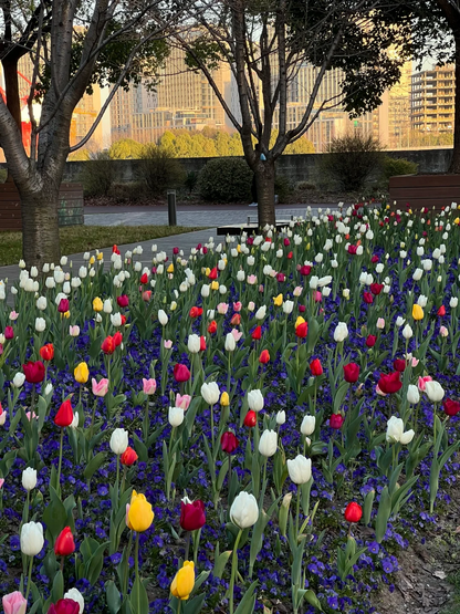 Feengarten ~ Tulpen in verschiedenen Farben🌷