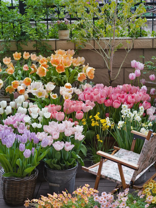 Feengarten ~ Tulpen in verschiedenen Farben🌷