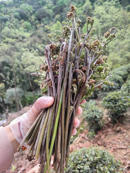 Der König der Berggemüse 🌱Adlerfarn