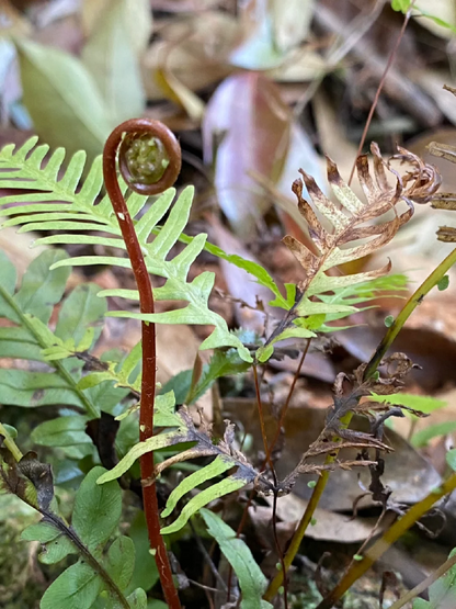 Der König der Berggemüse 🌱Adlerfarn