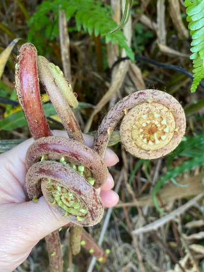 Der König der Berggemüse 🌱Adlerfarn