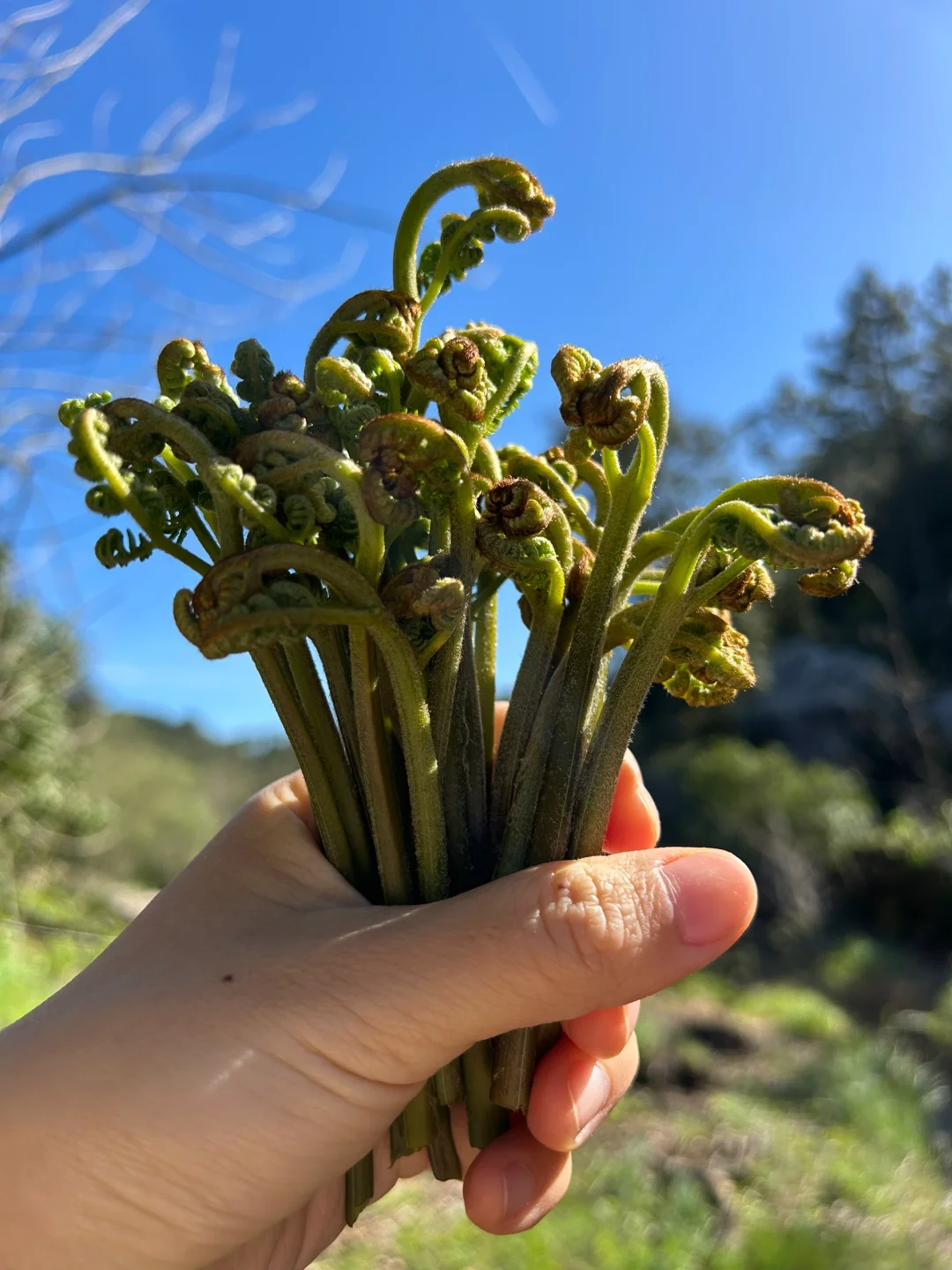 Der König der Berggemüse 🌱Adlerfarn