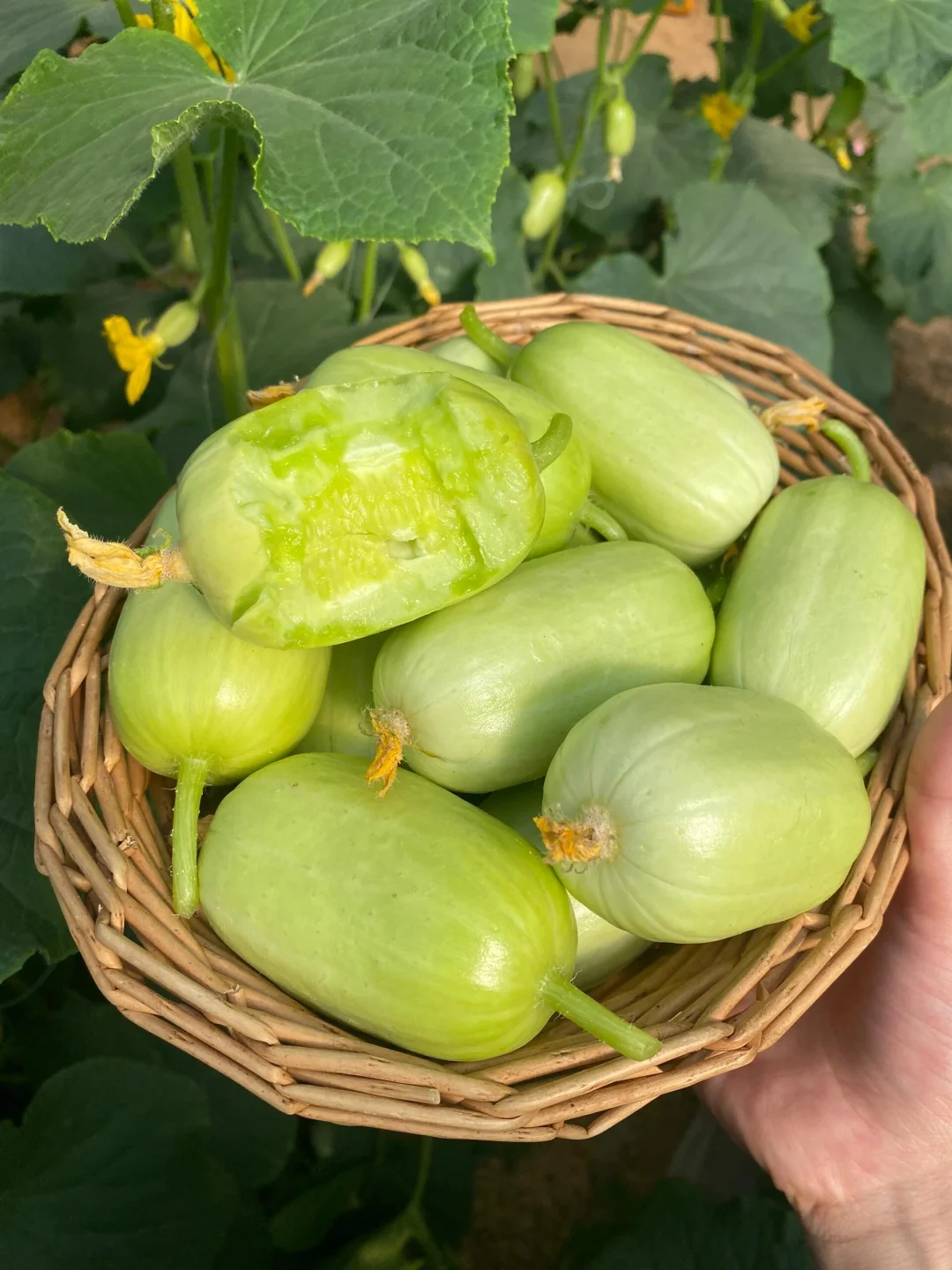 🥒Growable in all seasons - Jade Girl Cucumber