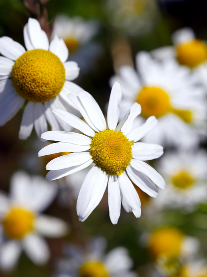 Heute die beliebten Samen gefunden 🌼 Kamille