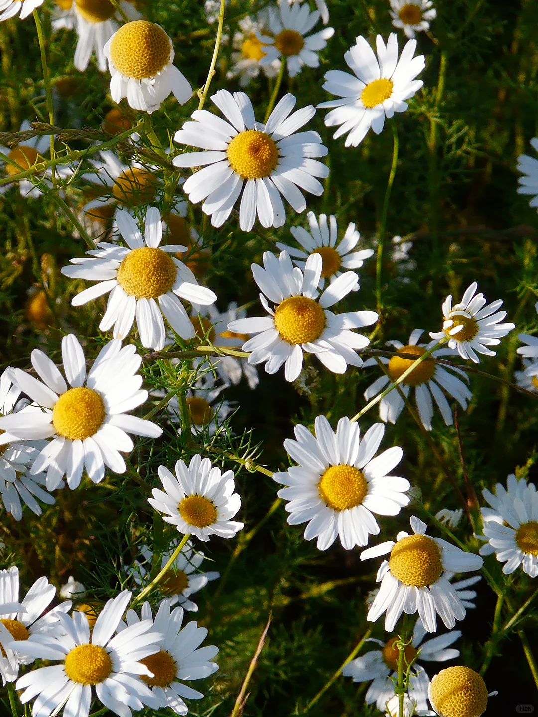 Heute die beliebten Samen gefunden 🌼 Kamille