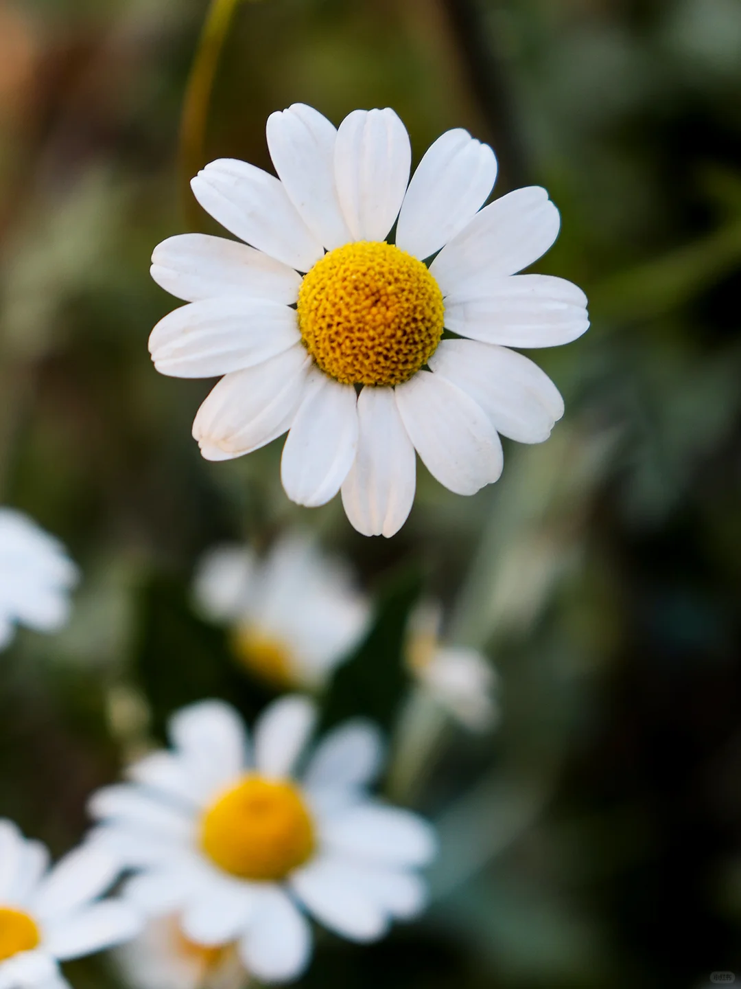 Heute die beliebten Samen gefunden 🌼 Kamille