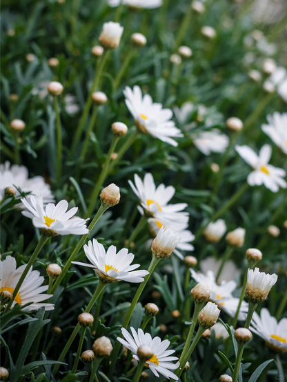 Heute die beliebten Samen gefunden 🌼 Kamille