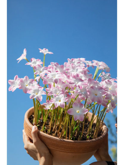 💧Blüht, wenn es regnet – 🌼Wind- und Regenorchidee