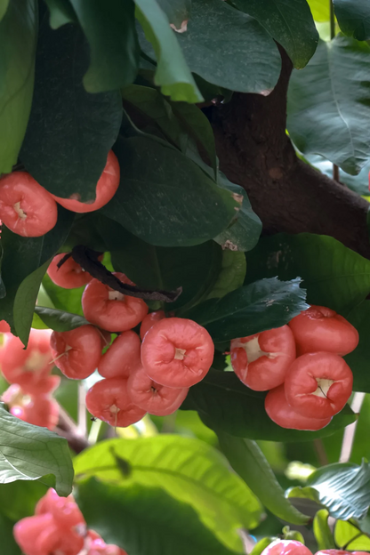 Leckere Früchte, die nicht dick machen 💯 – Lotusfrucht