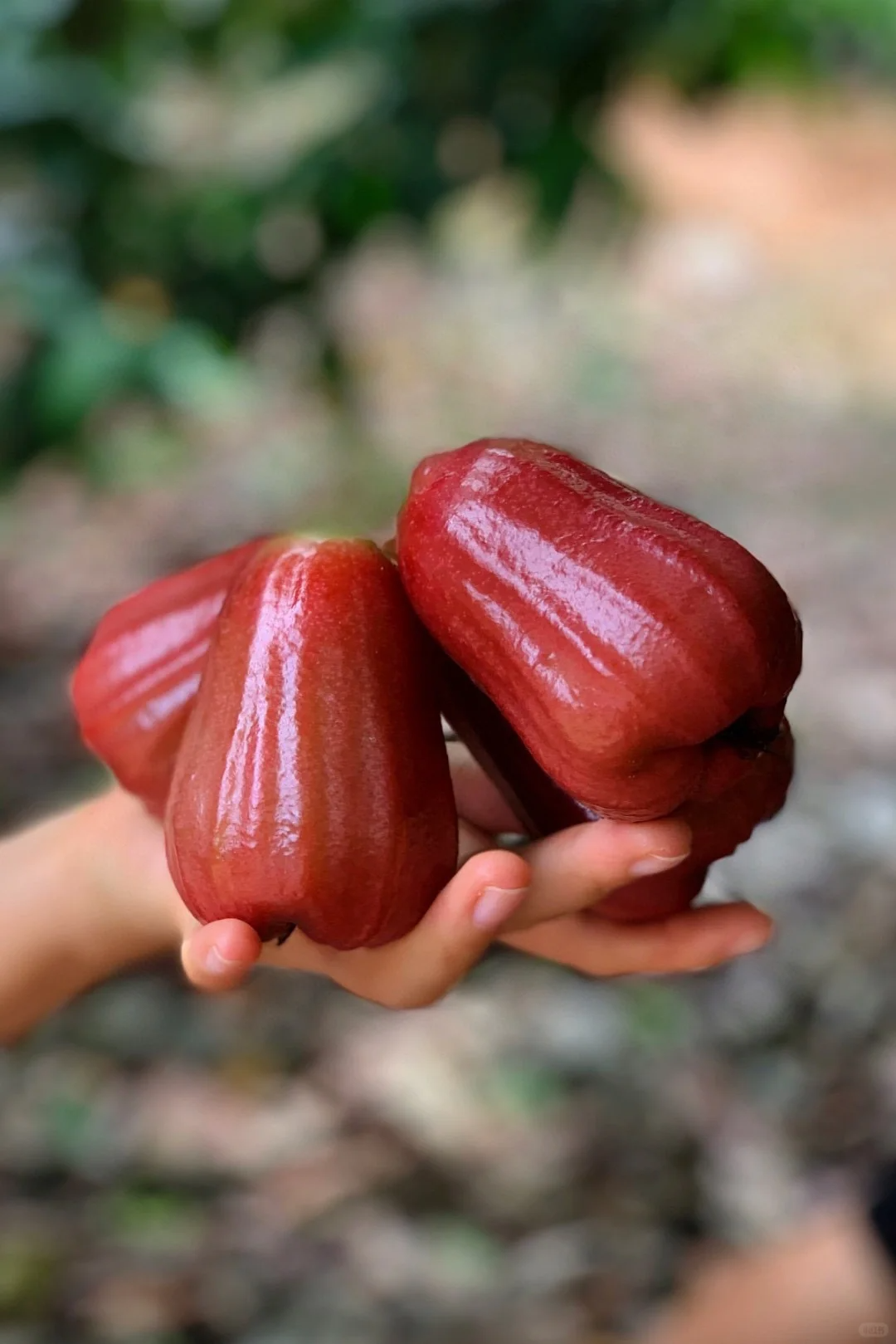 Leckere Früchte, die nicht dick machen 💯 – Lotusfrucht