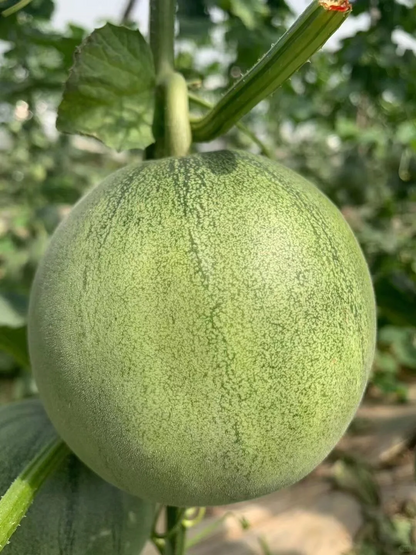 🍈Smaragdgrüne Milchmelone