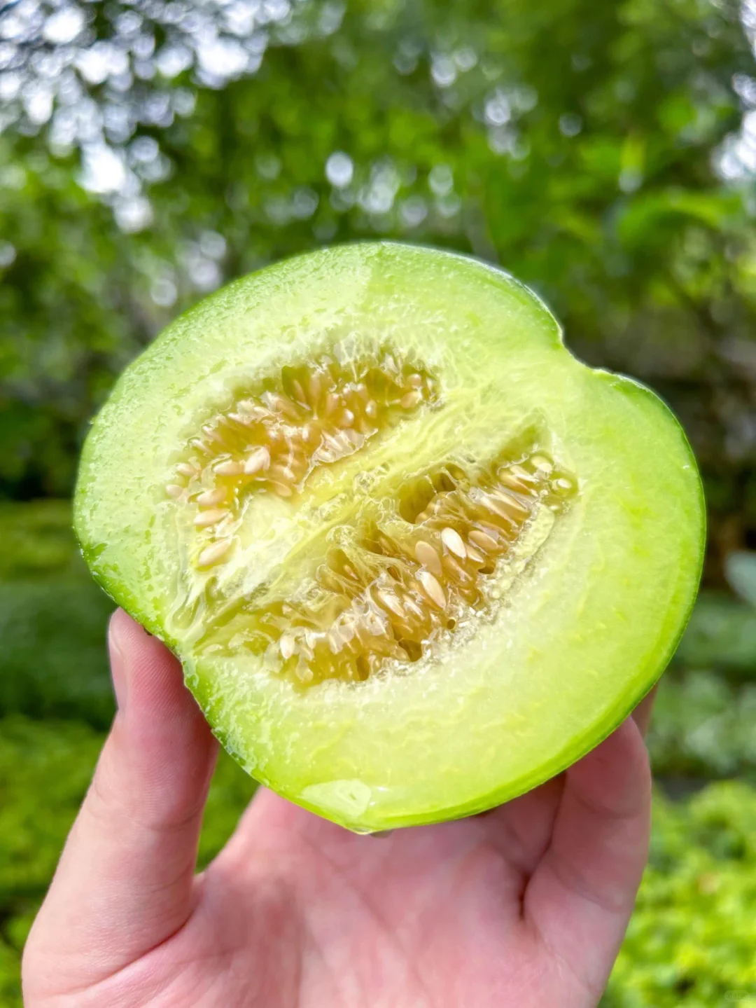 🍈Smaragdgrüne Milchmelone