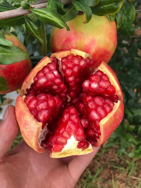 Tunesischer Weichkern-Granatapfel