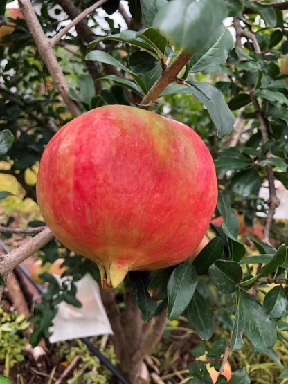 Tunesischer Weichkern-Granatapfel