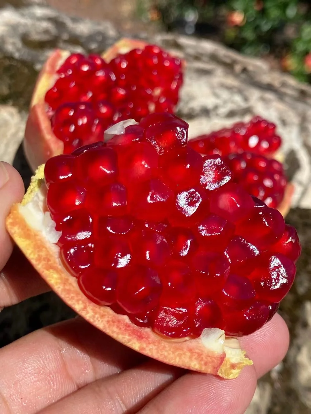 Tunesischer Weichkern-Granatapfel