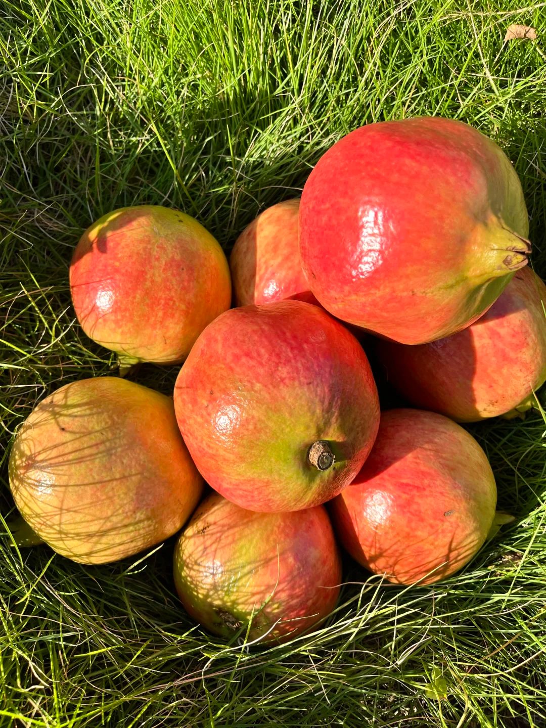 Tunesischer Weichkern-Granatapfel