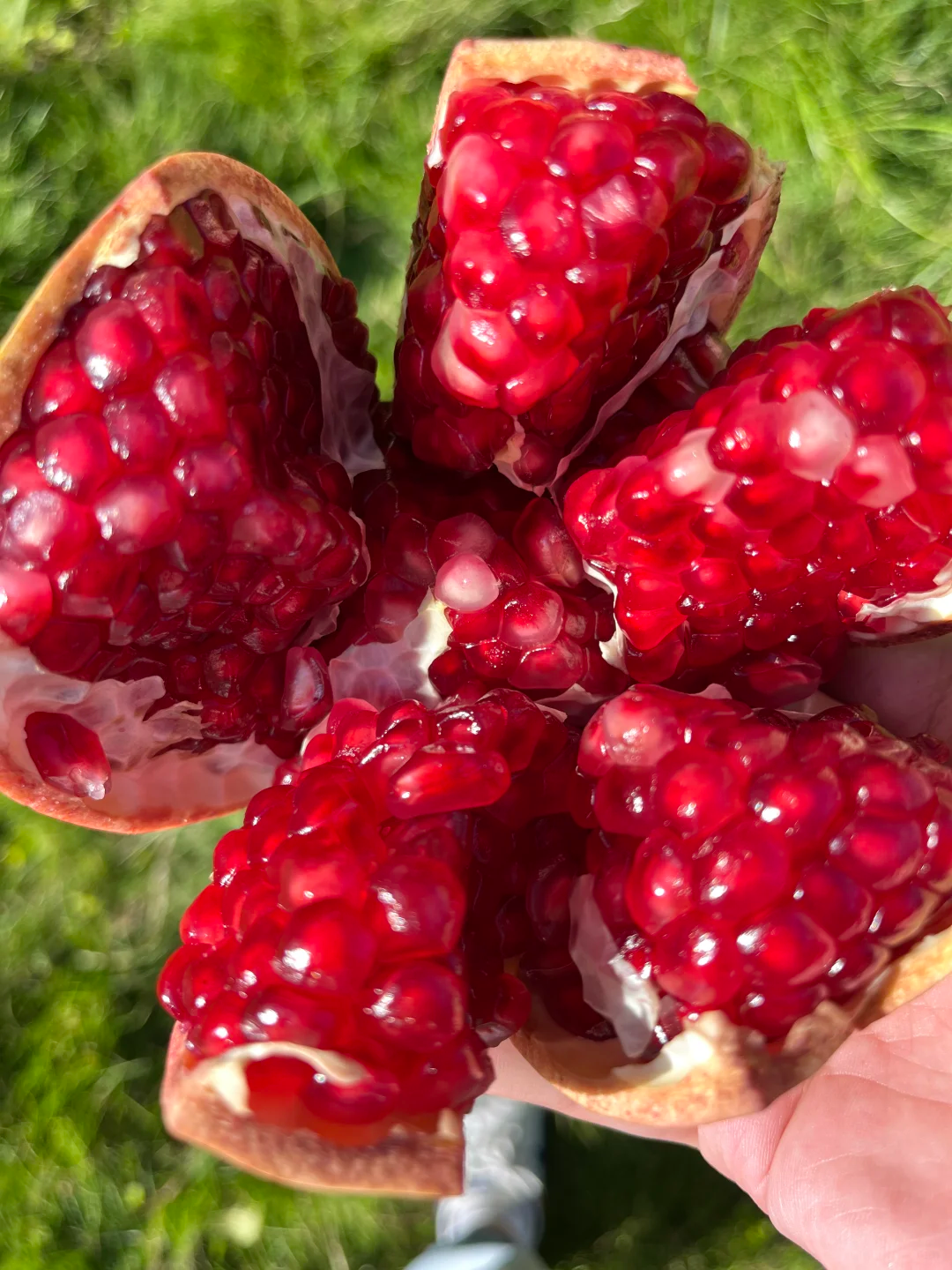 Tunesischer Weichkern-Granatapfel