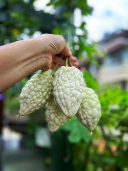 👍Köstlich💯Apfelbittermelone😊