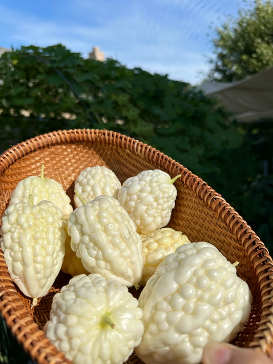 👍Köstlich💯Apfelbittermelone😊