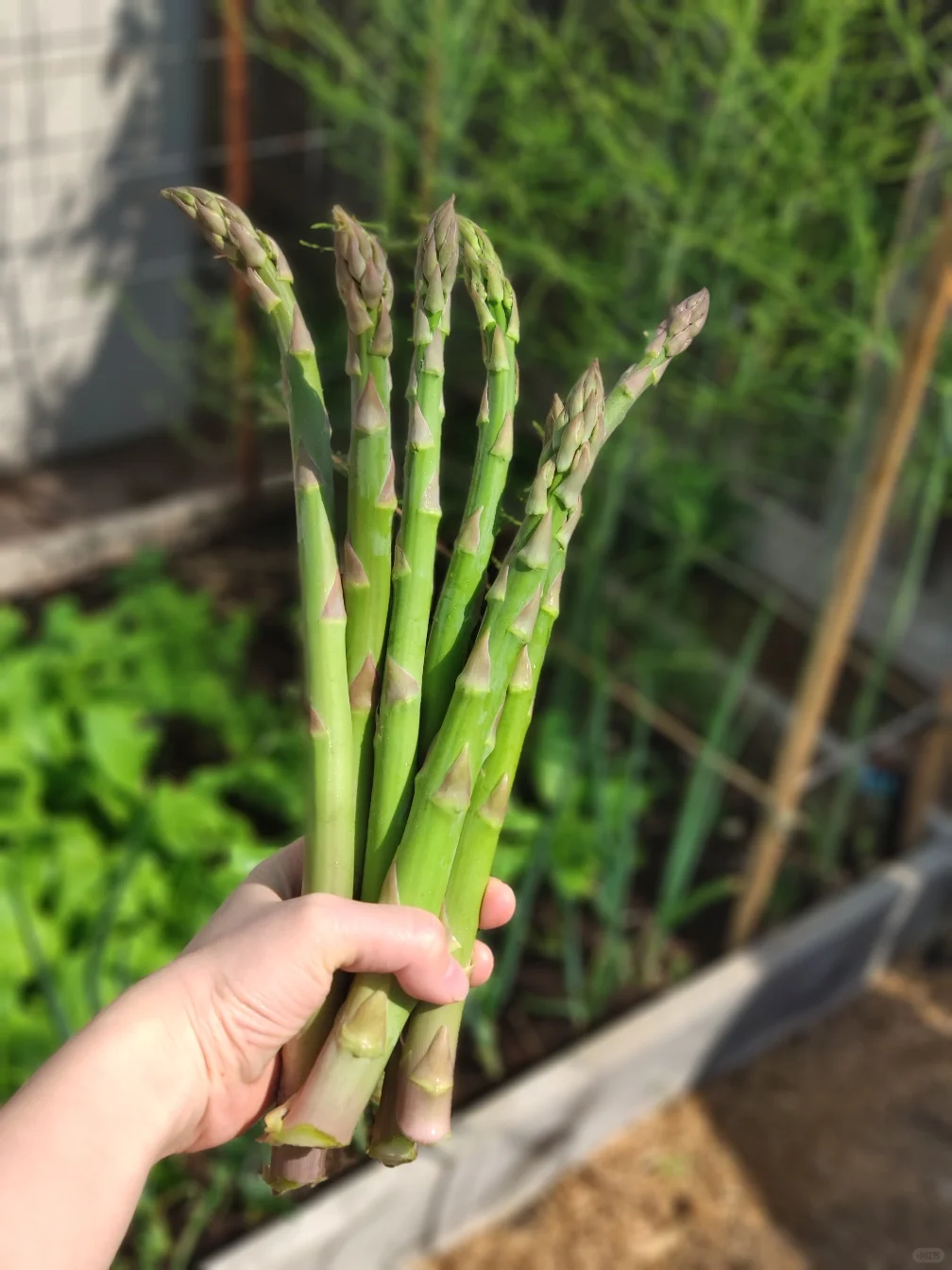 🌱Spargel, der König des Gemüses