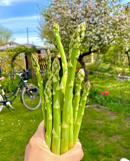 🌱Spargel, der König des Gemüses