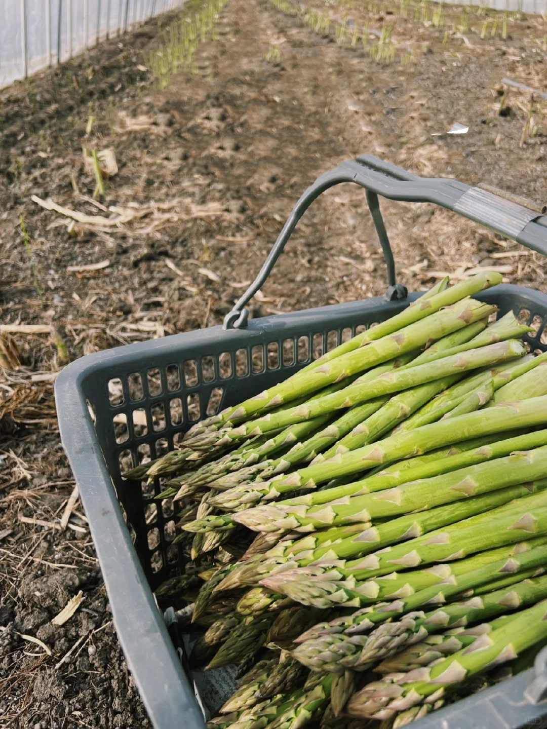 🌱Spargel, der König des Gemüses