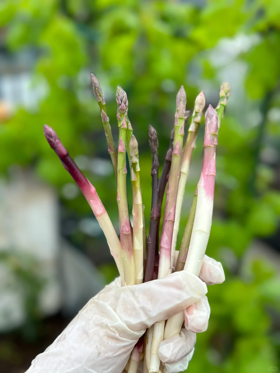 🌱Spargel, der König des Gemüses