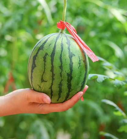 Süß und saftig 💦Rote Jade-Wassermelone🍉🍉