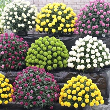 Bunte Tischtennischrysanthemensamen