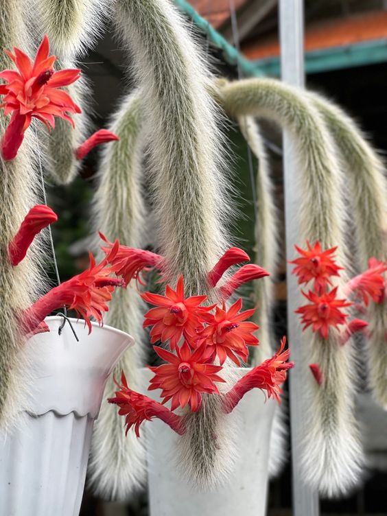 ⚡⚡Magic Plants - Affenschwanzsäule