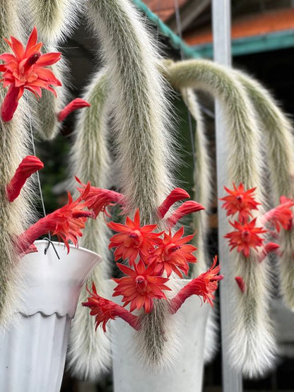 ⚡⚡Magic Plants - Affenschwanzsäule