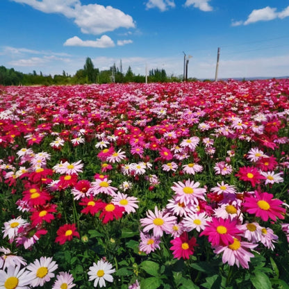 🔥Heißer Verkauf🔥Gemischte Farben Pyrethrum Samen