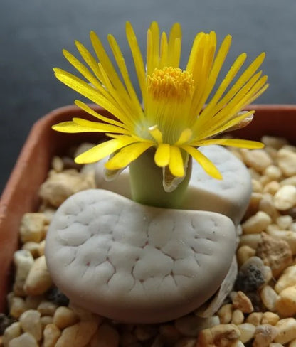 Kreieren Sie Ihren eigenen einzigartigen Garten🌾🌾Organische Lithops-Samen