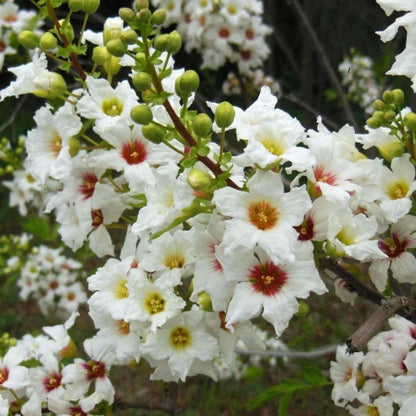 🎉Bis zu 50% Rabatt - Xanthoceras sorbifolium Samen 🌸