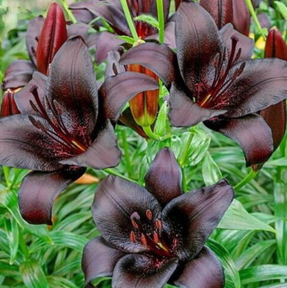 🔥🔥🔥Schwarze Lilienblüten