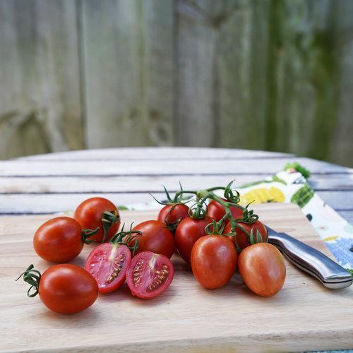 💥GARDEN GEM TOMATOES🥰