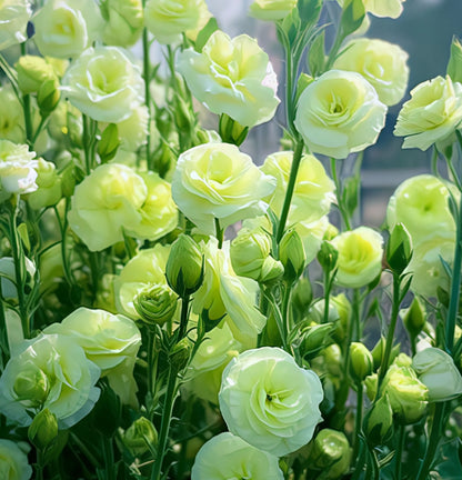 Bezaubernder Duft! 🌈 Gemischte Lisianthus-Samengruppe