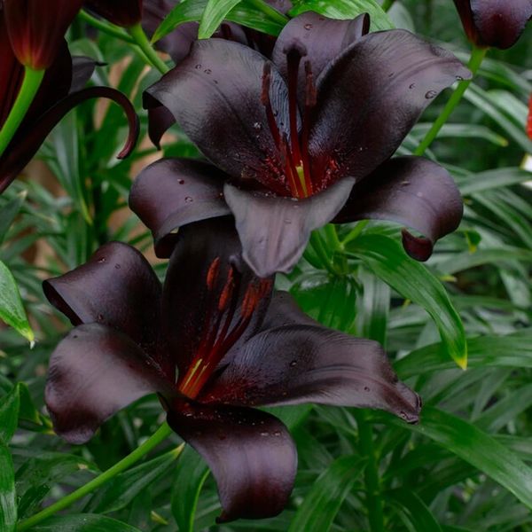 🔥🔥🔥Schwarze Lilienblüten