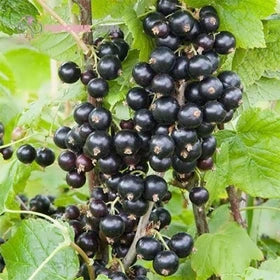 💥SCHWARZE JOHANNISBEERE (RIBES NIGRUM)🎉